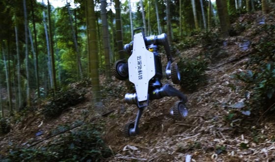 Z6尊时凯龙山猫